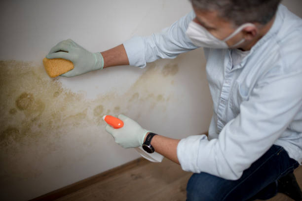 Best Black Mold Remediation in Elgin, IL