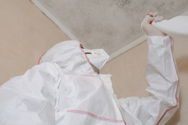 Best Emergency Mold Remediation in Elgin, IL